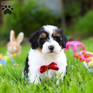 Jeremiah, Havapoo Puppy